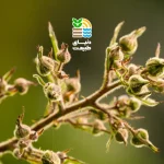 کمبود بور در گیاهان