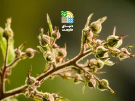 کمبود بور در گیاهان چه علائمی دارد و چگونه با کود مناسب آن را جبران کنیم؟ 54 کمبود بور در گیاهان