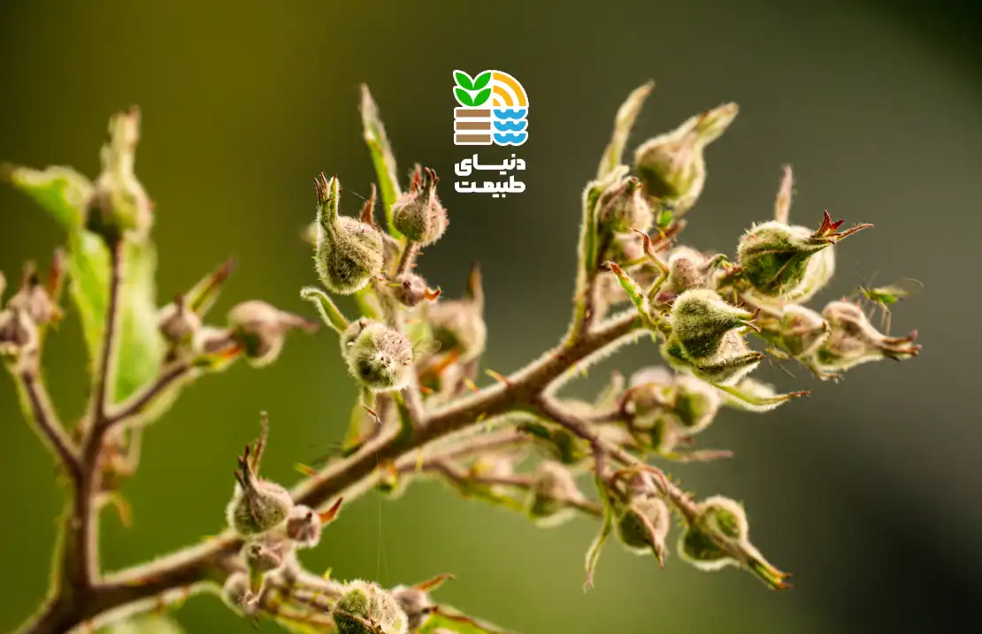 کمبود بور در گیاهان چه علائمی دارد و چگونه با کود مناسب آن را جبران کنیم؟ 25 کمبود بور در گیاهان