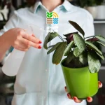 کوددهی گیاه پتوس