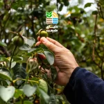 کوددهی درخت زیتون