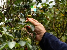 بهترین کود برای درخت زیتون چیست؟ راهنمای کامل تغذیه و زمان کوددهی زیتون برای باردهی عالی 45 کوددهی درخت زیتون