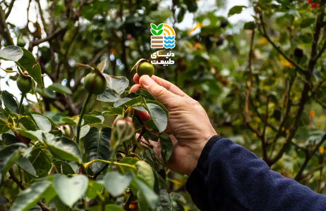 کوددهی درخت زیتون