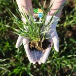 بهترین کود برای افزایش باردهی یونجه