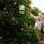 کود فروت ست