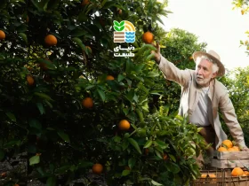 کود فروت ست چیست و چه تاثیری در افزایش گلدهی و میوهدهی درختان میوه دارد؟ 30 کود فروت ست