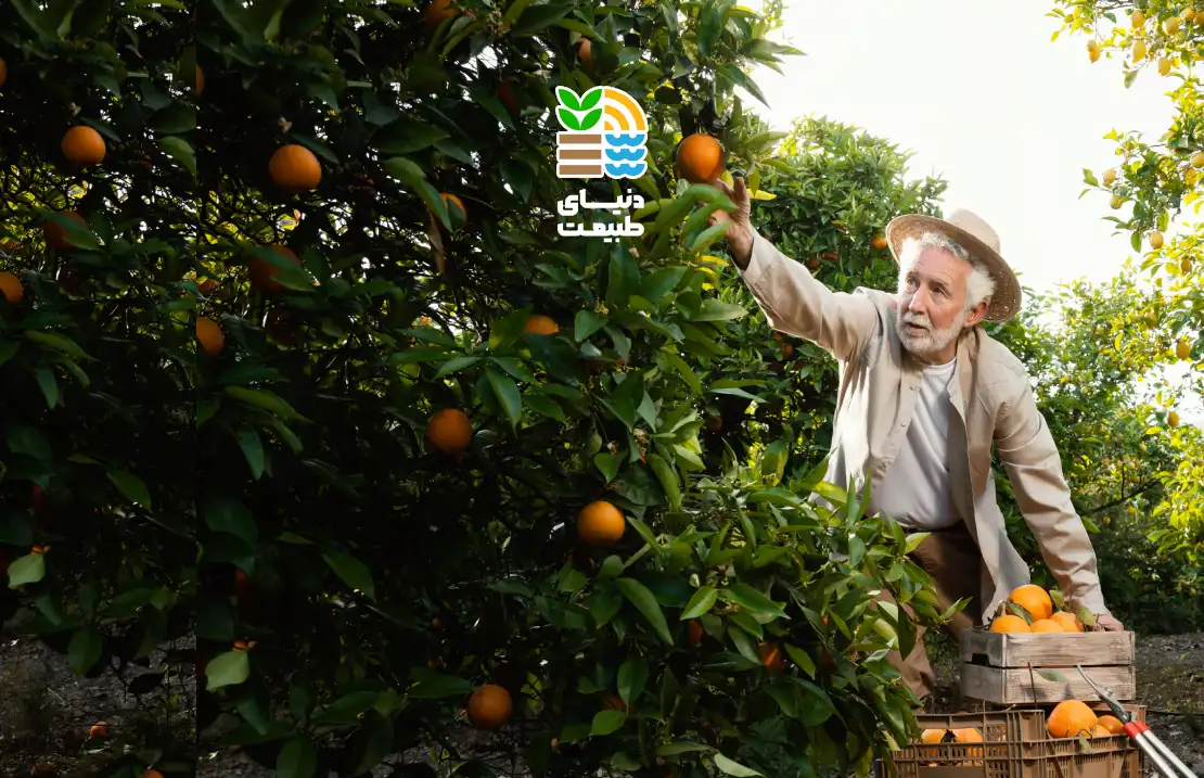 کود فروت ست