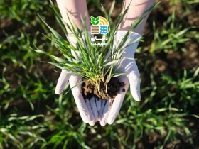 بهترین کود برای افزایش باردهی یونجه