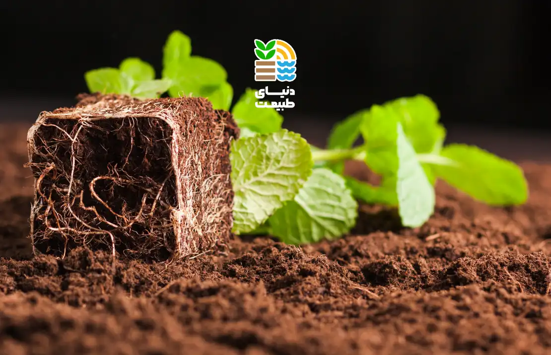 چطور خاک قلیایی را اصلاح کنیم؟ بهترین روشهای کاهش pH و افزایش سلامت گیاهان در خاکهای قلیایی 25 خاک قلیایی