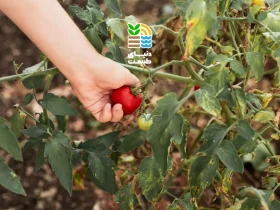 بهترین روش کاشت و کوددهی گوجه گیلاسی برای افزایش باردهی و طعم عالی 48 گوجه گیلاسی