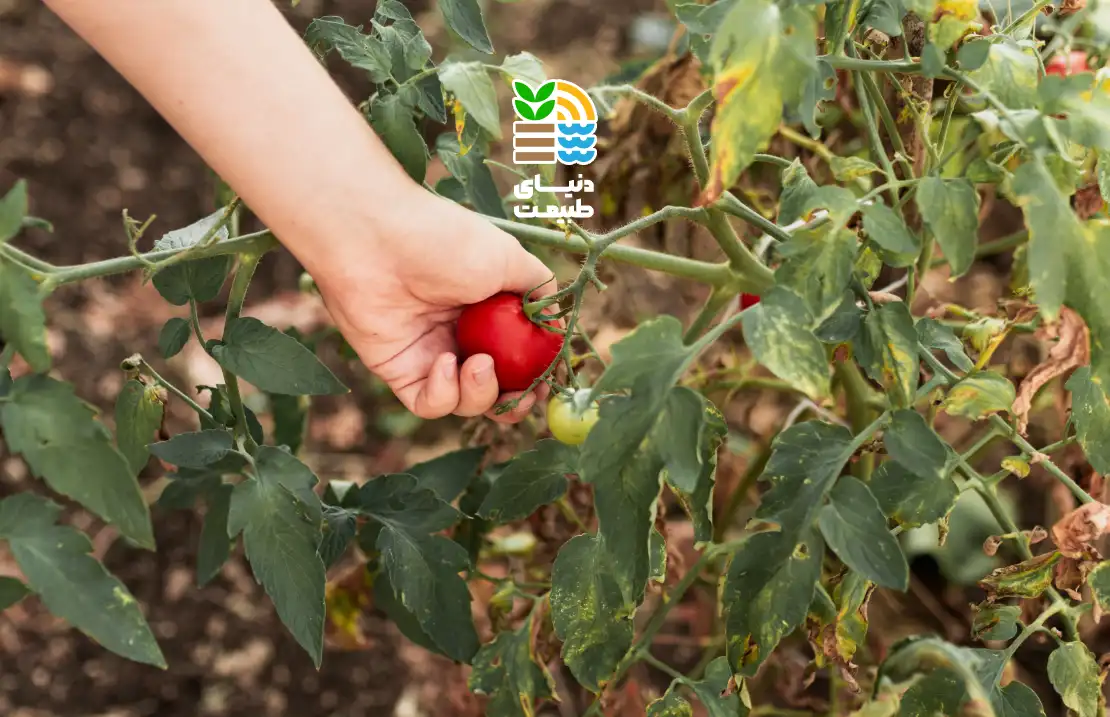 بهترین روش کاشت و کوددهی گوجه گیلاسی برای افزایش باردهی و طعم عالی 25 گوجه گیلاسی