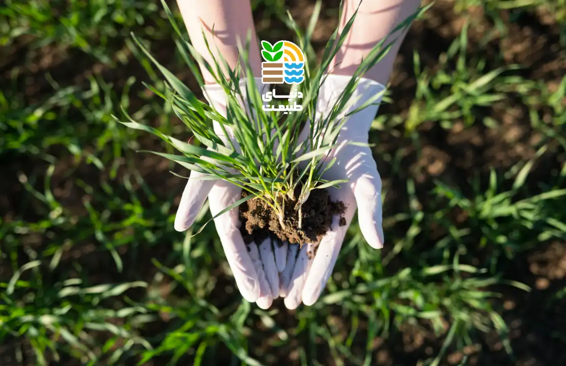 بهترین کود برای افزایش باردهی یونجه