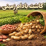 کاشت بادام زمینی
