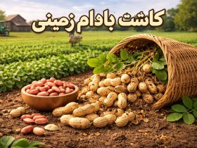 کاشت بادام زمینی