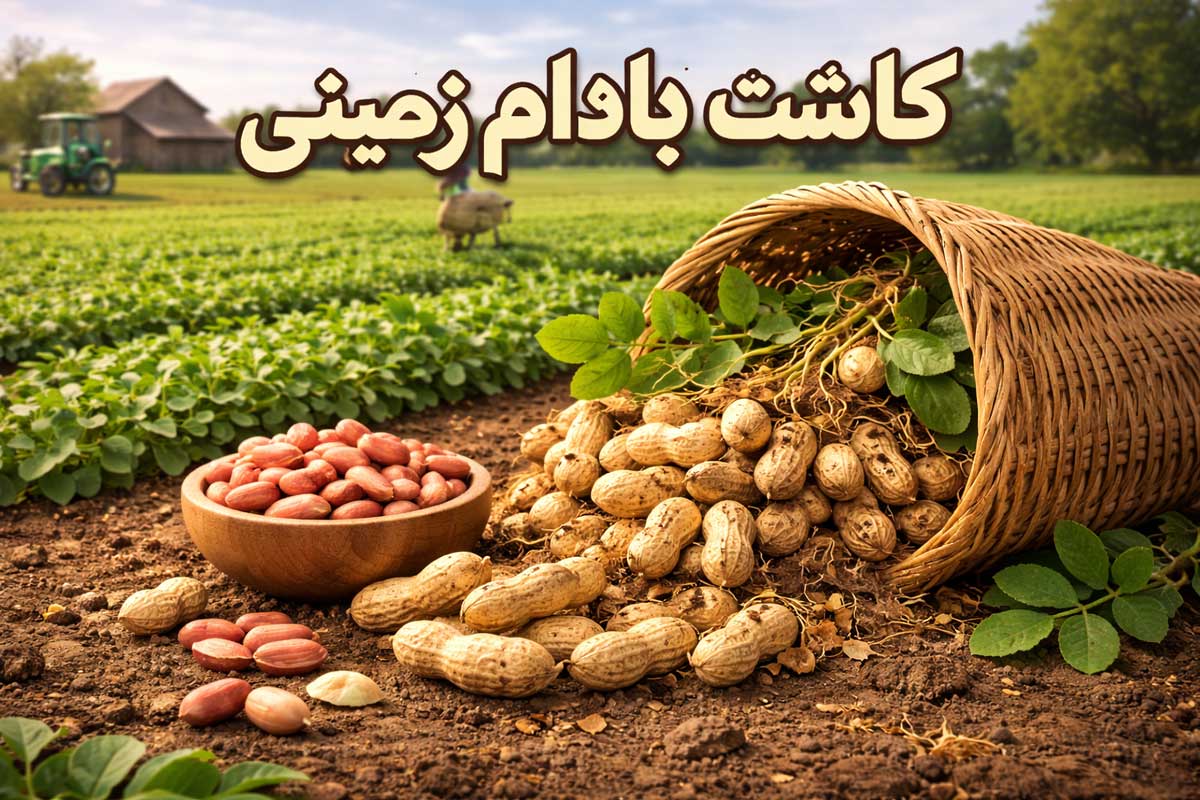 کاشت بادام زمینی