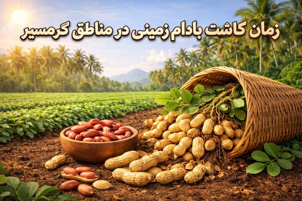 زمان کاشت بادام زمینی در مناطق گرمسیر
