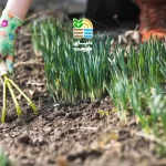 کاشت چمن