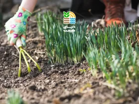 بهترین روش کاشت و نگهداری چمن: راهنمای کامل انتخاب بذر، کوددهی و مراقبت برای چمن سبز و متراکم 27 کاشت چمن