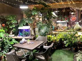 کافه گل؛ پاتوق دنج عاشقان گل و گیاه
