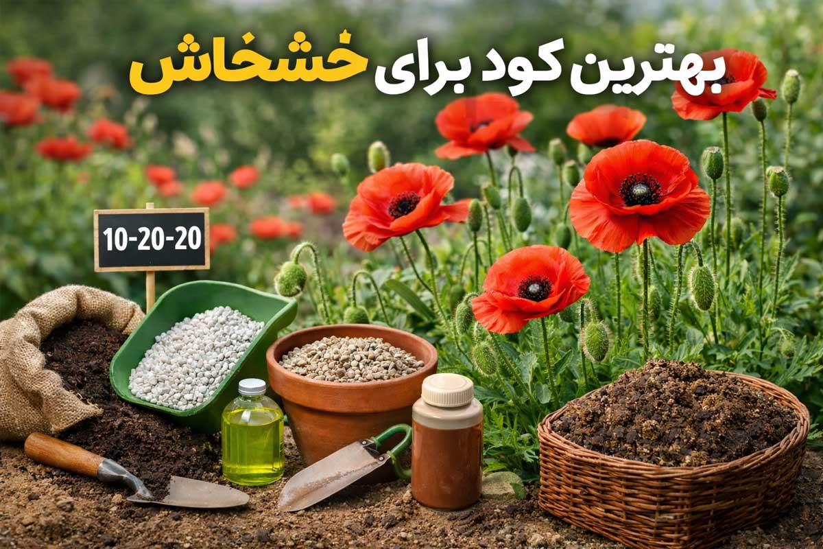 بهترین کود برای خشخاش + زمان کوددهی و آبیاری اصولی 25 بهترین کود برای خشخاش