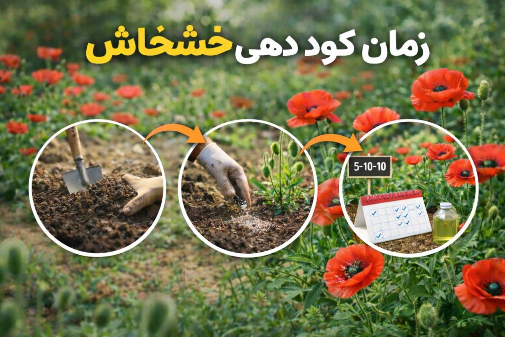 زمان کوددهی خشخاش