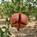 چرا میوه‌ها ترک می‌خورند یا زود می‌ریزند؟