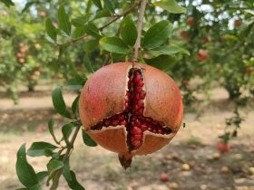 چرا میوه‌ها ترک می‌خورند یا زود می‌ریزند؟