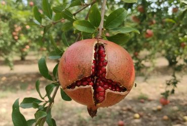 چرا میوه‌ها ترک می‌خورند یا زود می‌ریزند؟